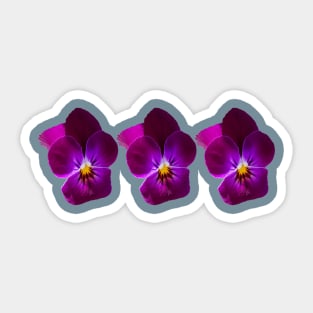 Three Purple Violet Flowers Floral Photo Sticker